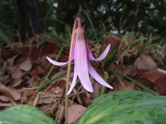 (c) Timur Kalininsky, some rights reserved (CC BY) Erythronium japonicum, photograph (c) Timur Kalininsky, some rights reserved (CC BY)