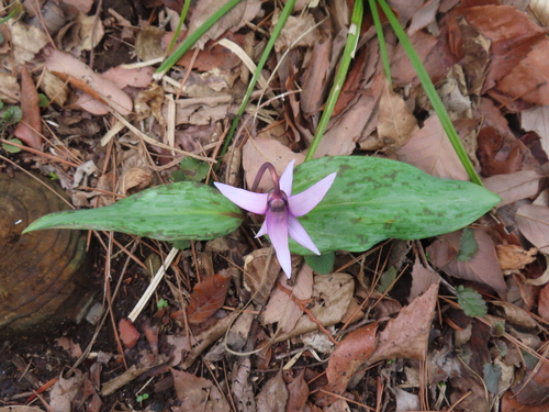 Erythronium japonicum, photograph 5