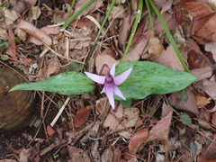 (c) Timur Kalininsky, some rights reserved (CC BY) Erythronium japonicum, photograph (c) Timur Kalininsky, some rights reserved (CC BY)