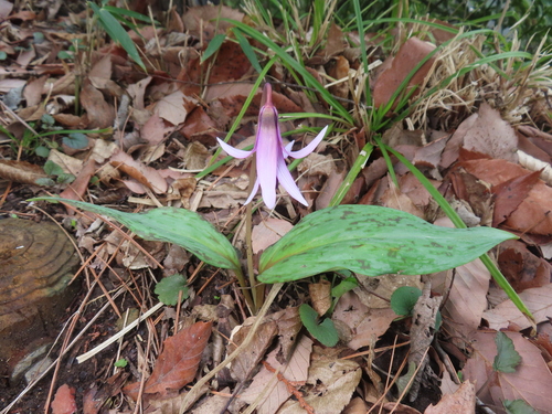 Erythronium japonicum, photograph 6