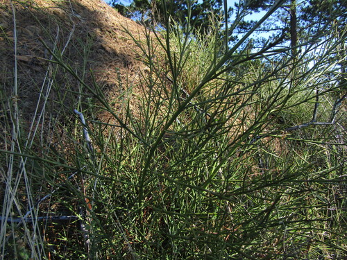 Retanilla ephedra, photograph 2