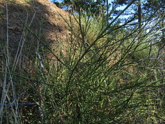 Retanilla ephedra, photograph (c) Bruno Avilez, some rights reserved (CC BY)