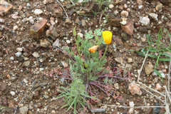 Eschscholzia ramosa