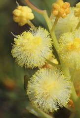 Acacia subcaerulea