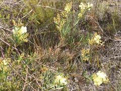 Acacia subcaerulea