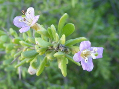 Lycium californicum