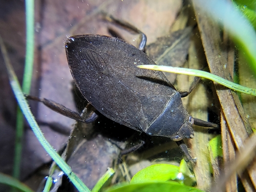 Belostoma flumineum photo 5