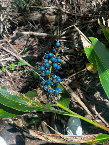 Native Ginger (Alpinia caerulea)
