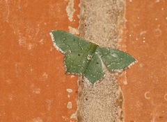 Chloropteryx nordicaria