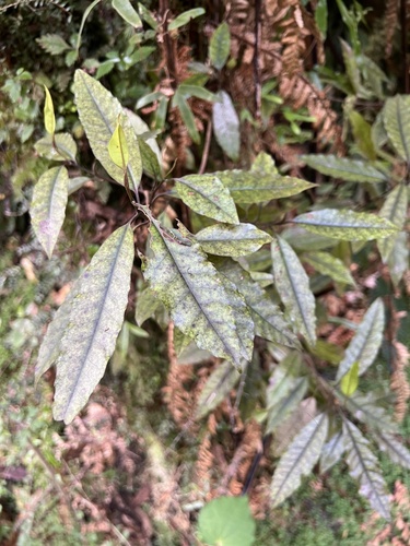 tawheowheo (Quintinia serrata)