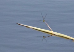 Neoerythromma cultellatum