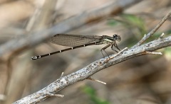 Argia translata