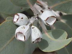 Eucalyptus pleurocarpa