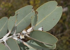 Eucalyptus pleurocarpa