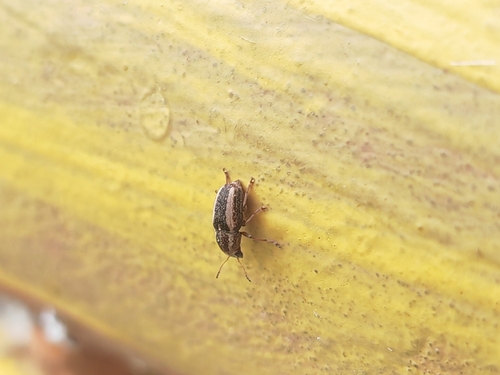Araecerus levipennis observed 2026-04-04