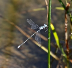 Lestes forficula