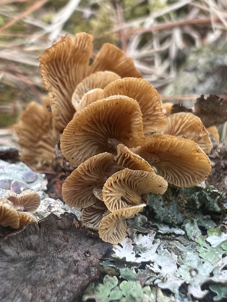 Panellus stipticus · April 2026 · photo: © bdthomas (iNaturalist, cc-by)