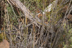 Eucalyptus pleurocarpa