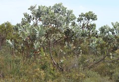Eucalyptus pleurocarpa