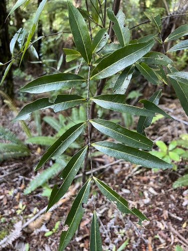 Maire Taiki (Mida salicifolia)