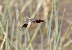 Erythrodiplax umbrata