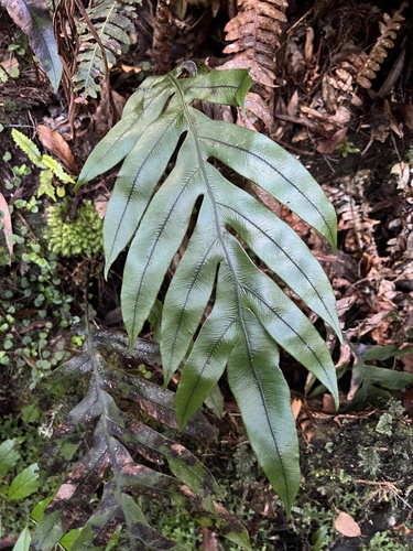 Waterfall fern (Blechnum colensoi)