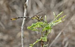 Phanogomphus militaris