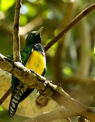 Chrysococcyx cupreus