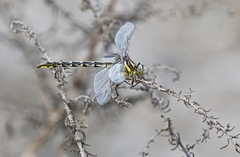 Phanogomphus militaris