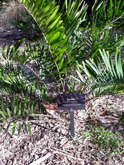 Zamia integrifolia