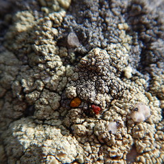 Erichansenia epithallina