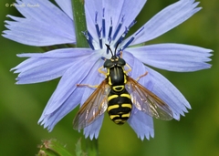 Chrysotoxum elegans