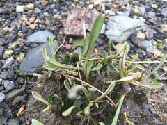 Atriplex portulacoides