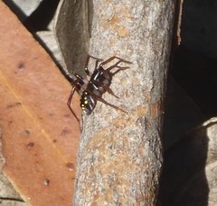 Habronestes hunti