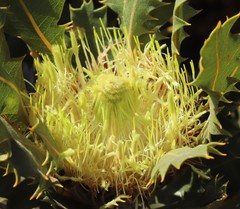 Banksia obovata