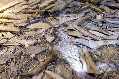 Pareas margaritophorus