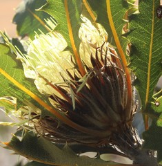 Banksia obovata
