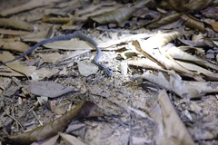 Pareas margaritophorus