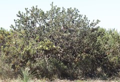 Banksia obovata