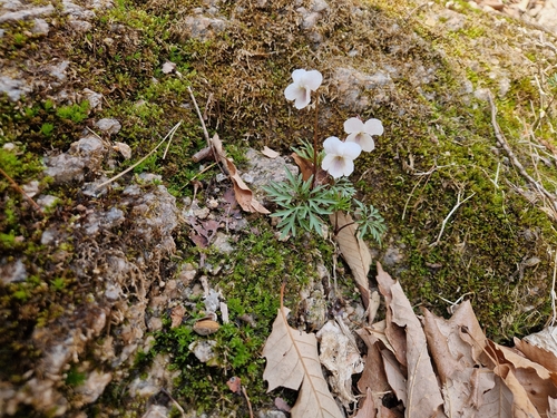 Viola albida, photograph 5