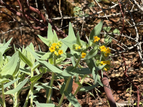 California stoneseed (Lithospermum californicum)