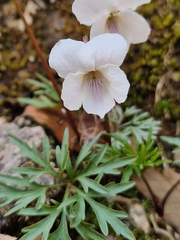 Viola albida, photograph Gustaf Fredell, CC BY, iNaturalist via GBIF
