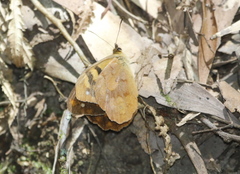 Heteronympha solandri