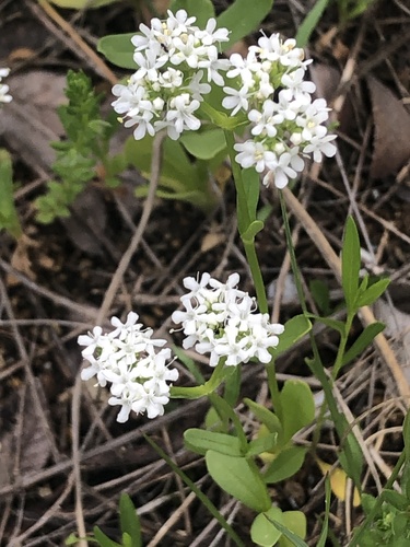 Bitter cornsalad (Valerianella amarella)