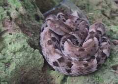 Bothrops moojeni