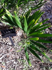 Zamia integrifolia