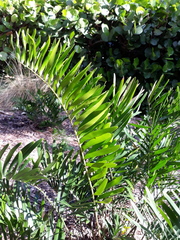 Zamia integrifolia