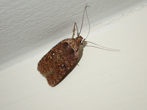 Clemens' Agonopterix photo 2