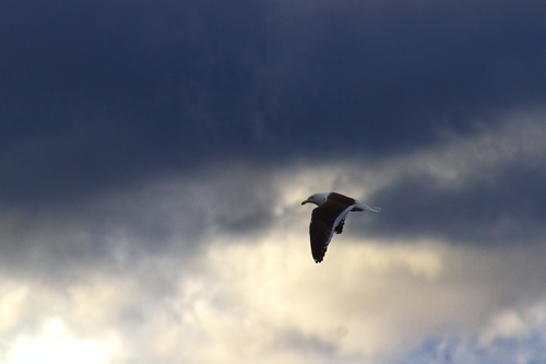 iNaturalist: (c) barbs, some rights reserved (CC BY-NC), uploaded by barbs iNaturalist image