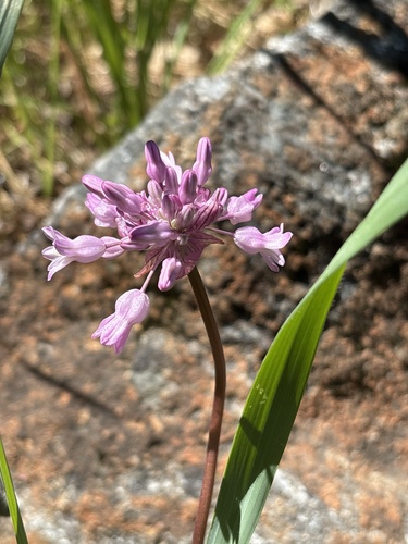 twining snakelily (Dichelostemma volubile)